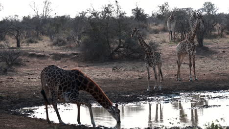 giraffe drinking at a small pond, splashing water around after finishing