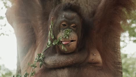 Orangutan-hangs-in-tree-with-both-arms-up,-playing-with-food