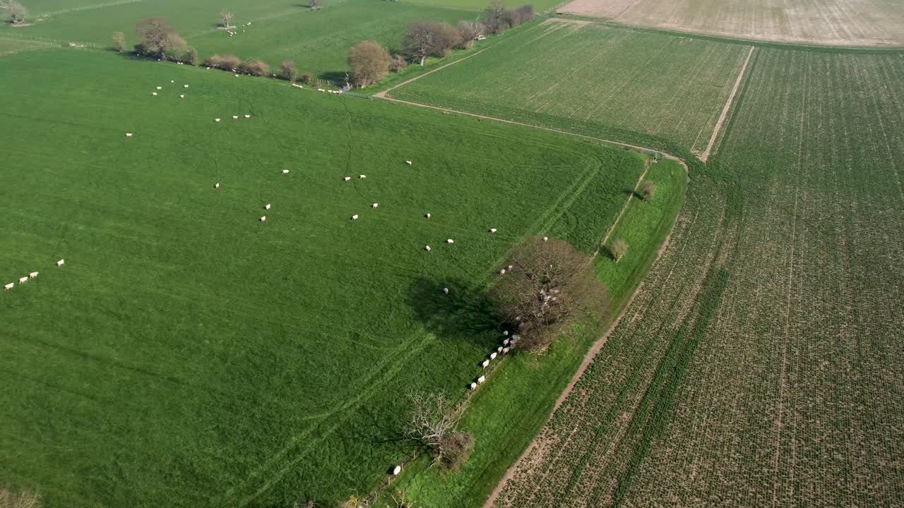 무성한 녹색 들판에서 움직이는 양 4k 드론 받침대 왼쪽