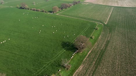 Schafe-Bewegen-Sich-In-Einem-üppigen-Grünen-Feld-4k-Drohnensockel-Links