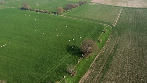 Sheep-moving-in-a-lush-green-field-4K-drone-pedestal-left