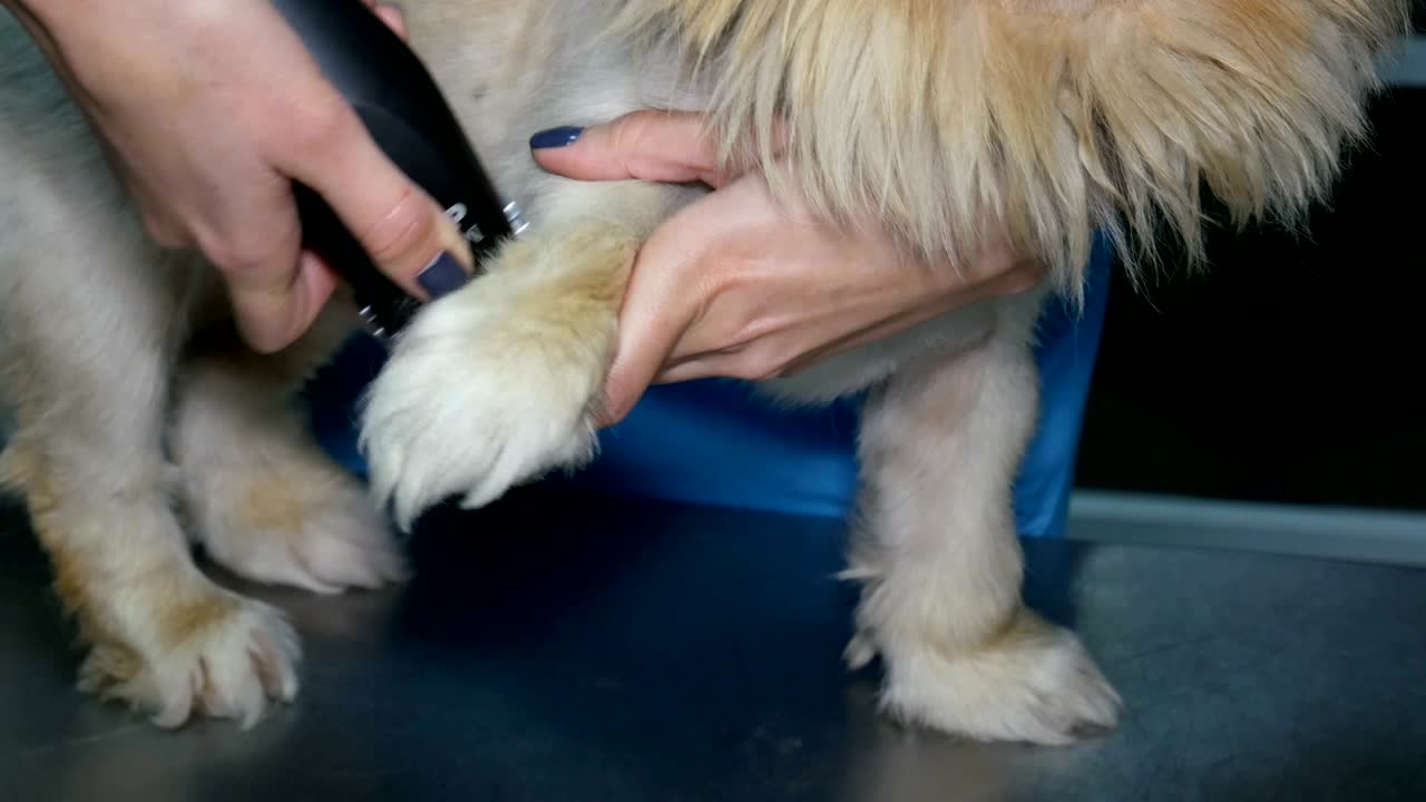 el corte de pelo de una pierna de shih-tzu