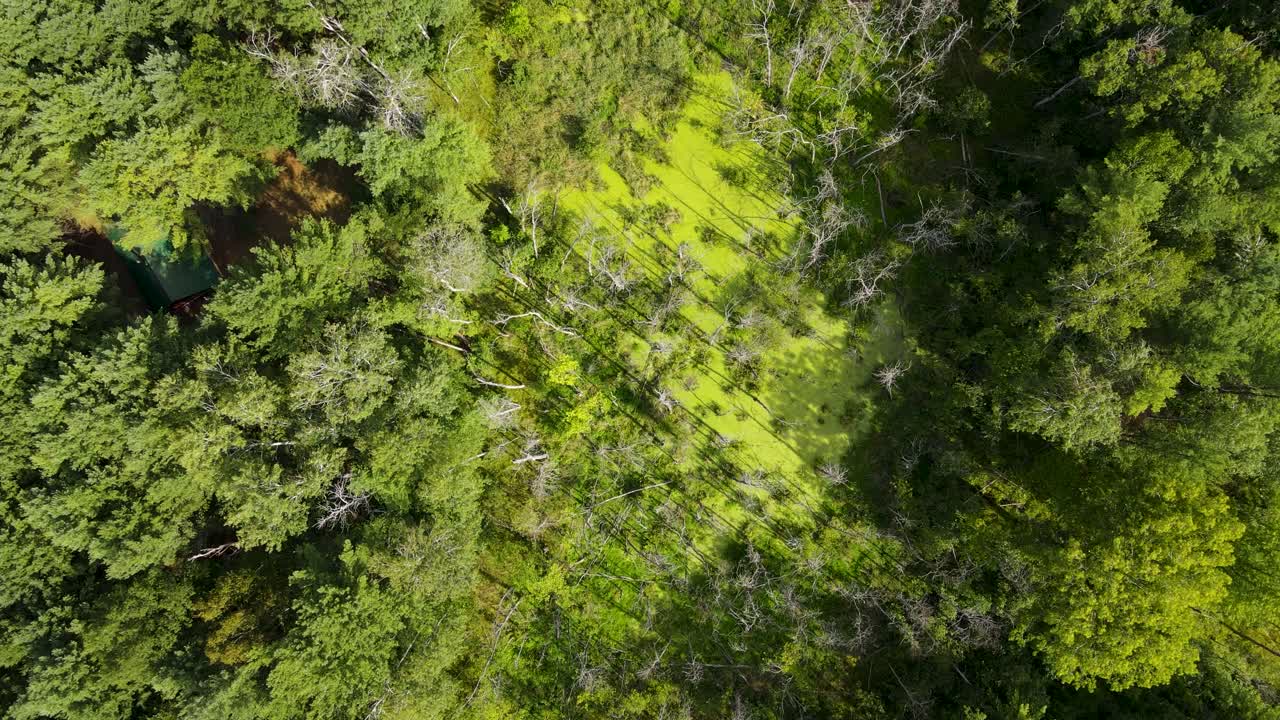 zona pantanosa de algas florecientes cubierta de ojo de pájaro