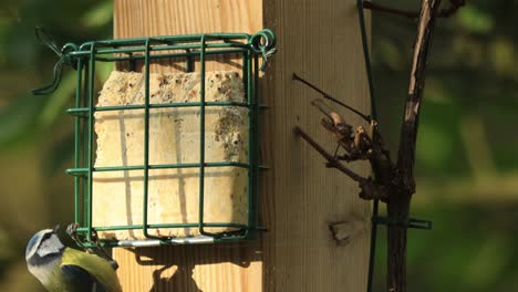 blue tit bird on sun lit block of fat containing seeds to feed on with a great or black tit passing by and another blue hat tit visiting