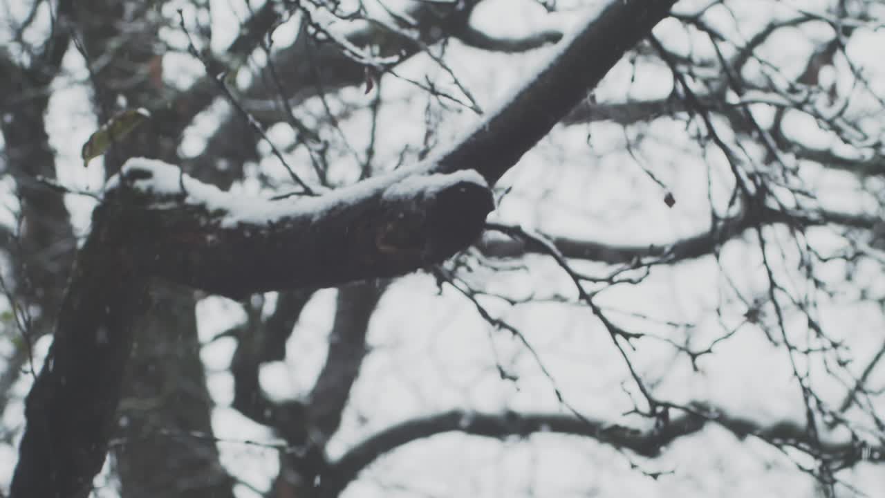 슬로우 모션:폭설, 배경의 나무