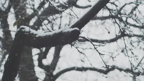 Cámara-Lenta:-Fuertes-Nevadas,-Un-árbol-En-El-Fondo