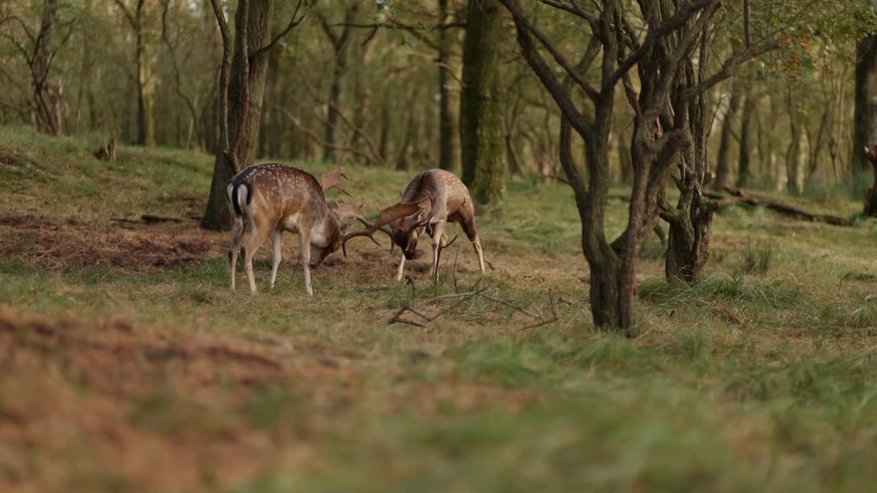 ciervos en un bosque