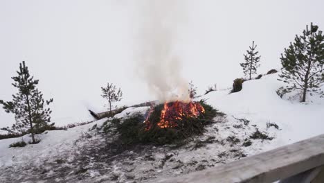 Brennende-Kiefernzweige-Im-Schnee-Im-Winter