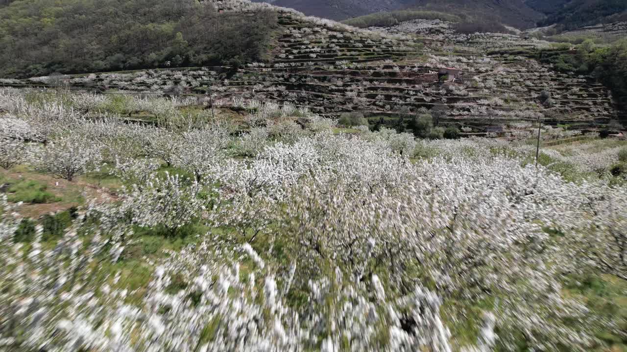 cultivo de cerezos en el campo