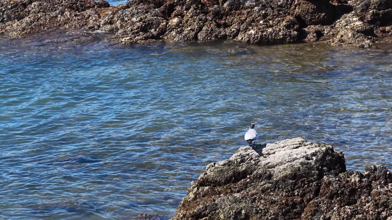 A seabird gracefully flies over the rocky shoreline of Port Douglas, captured in clear daylight with a serene ocean backdrop