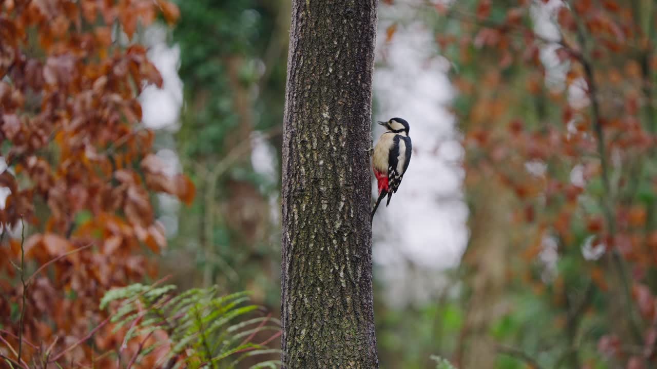 Woodpecker sits on vertical pine trunk in forest, subtle head motion and green background