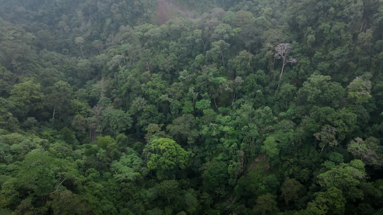 escena cinematográfica de drones saliendo de las nubes para revelar la textura del fondo del paisaje de la selva tropical clima nublado en la isla de sumbawa, indonesia