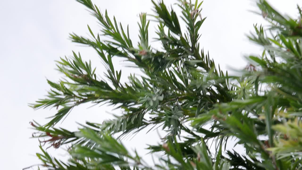 hojas de árboles revoloteando en el viento con retroiluminación