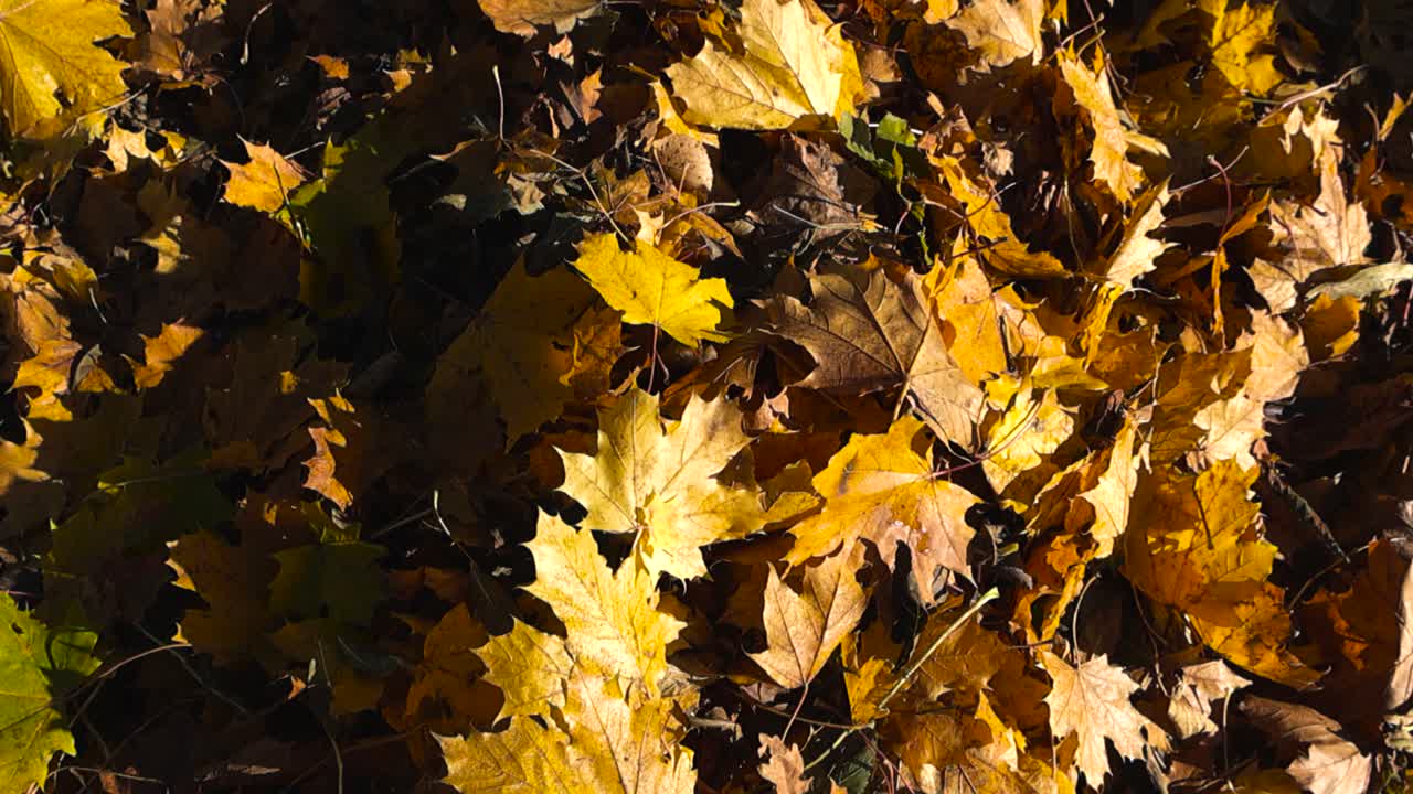 Draufsicht, die über goldgelbe Ahornbaumblätter gleitet, die im Herbst unter warmem Sonnenlicht liegen und vom Wind leicht bewegt werden, wodurch die Blätter flattern. Details und Schatten sind sichtbar