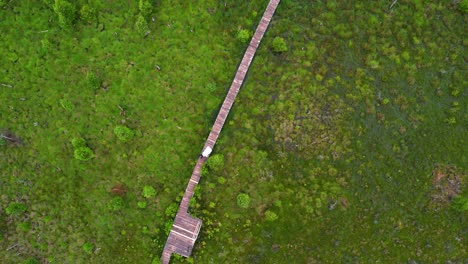 Toma-De-Drones-De-La-Pareja-Recién-Casada-Con-Trajes-De-Boda,-Vestido-De-Novia-Y-Traje-Caminando-Por-El-Estrecho-Camino-De-Madera-Rodeado-De-árboles-Y-Vegetación,-Tiro-De-Arriba-Hacia-Abajo