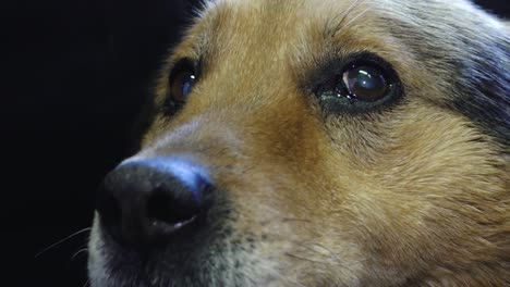 an old blind dog with a gray beard receives gentle affection from a man, who strokes it lovingly. the moment captures warmth, companionship, and care for senior pets.
