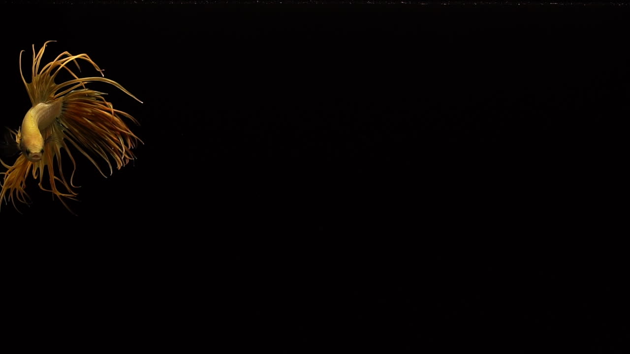 яркая и красочная корона хвоста сиамской боевой рыбки betta splendens, также известной как тайская боевая рыбка или бетта, популярная аквариумная рыбка в суперзамедленной съемке на черном фоне