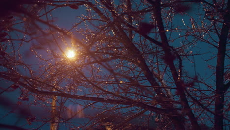 close-up of frosty autumn leaves and red berries covered in ice, illuminated by golden light reflection, creating a serene winter atmosphere with a soft glowing background