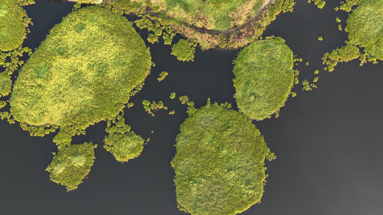 Majestic aerial view looking down on floating green peat islands moving slowly across the tranquil, dark surface of a lake, creating a beautiful and unique natural abstract pattern