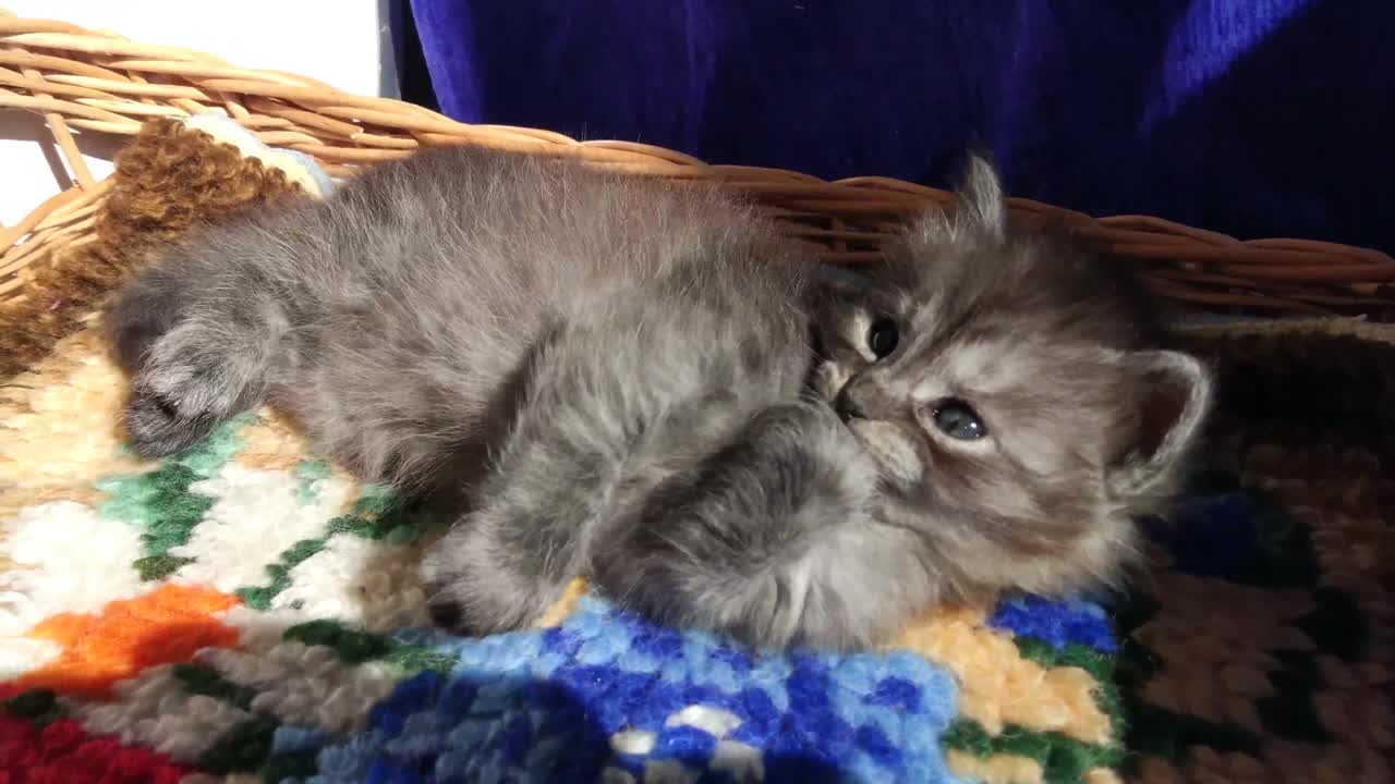 Kittens