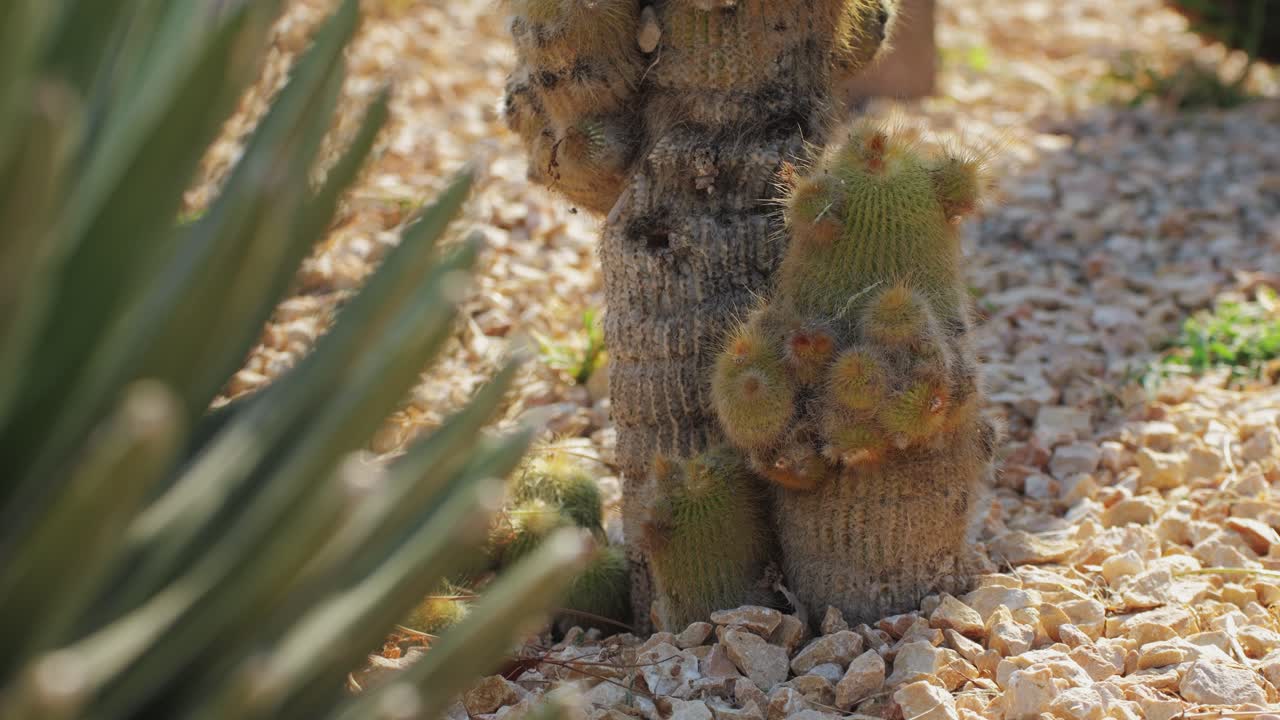 Close up green cactus with yellow spines within a desert environment, city park in Barcelona, Montjuic. African background
