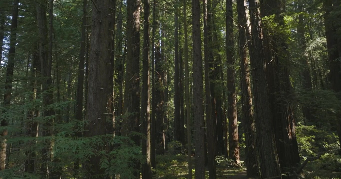 Imponenti sequoie nella foresta della California settentrionale, volo lento di drone attraverso gli alberi.