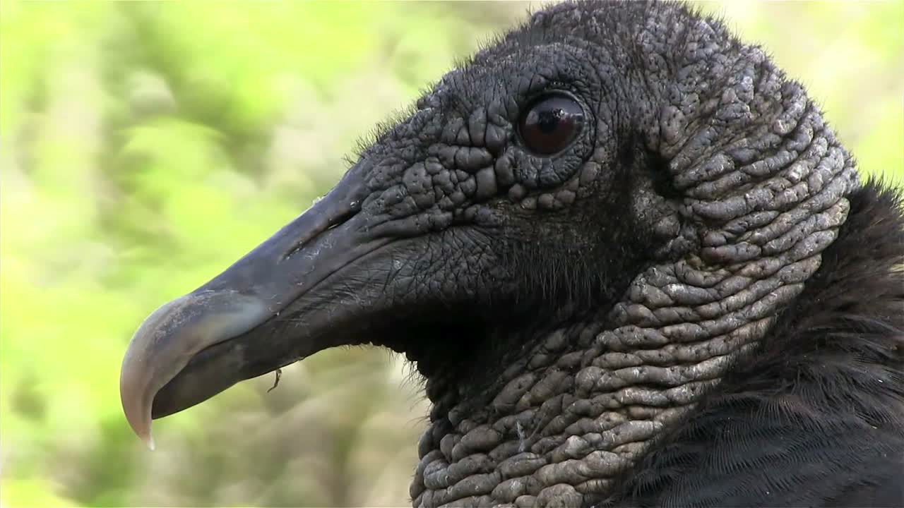 primer plano de un buitre mirando alrededor