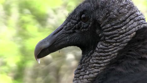 close up of a vulture looking around