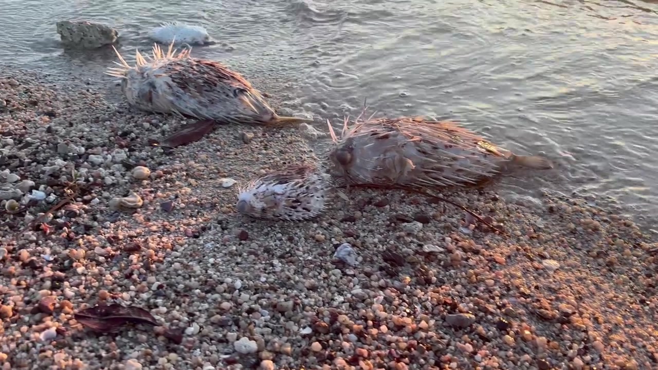 Close up shot of multiple dead pufferfish washed ashore on a pebble beach in La Paz, Mexico, highlighting environmental or ecological marine issues.