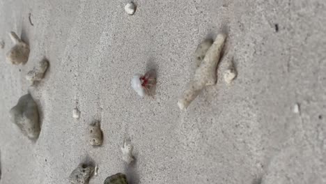 Funny-baby-Maldivian-Hermit-Crab-knocked-over-by-mother:-Malahini-Kuda-Bandos,-Maldives