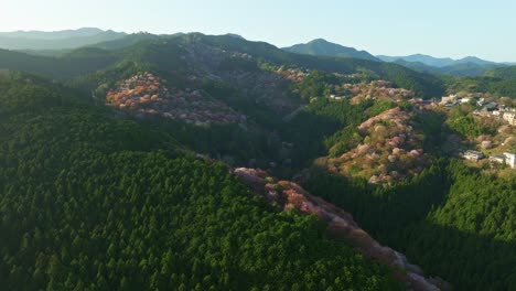 aerial sunrise view at japanese mount yoshino peaks, cherry blossom pink sakura trees blooming landscape