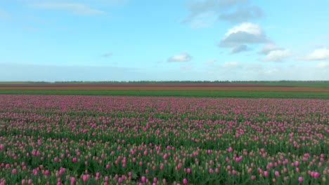 April-2024-–-4K-Luftaufnahme-Von-Tulpenfeldern-In-Flevoland,-Niederlande