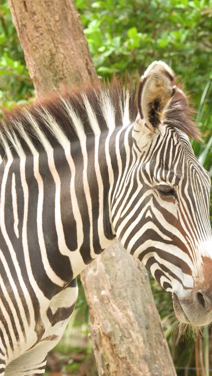 Una zebra di Grevy sta ferma in un recinto esterno soleggiato con uno sfondo di fogliame verde.