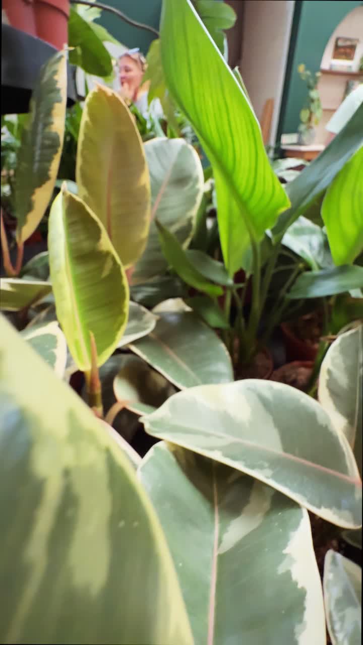 울창 한 초록색 식물 들 의 근접 사진