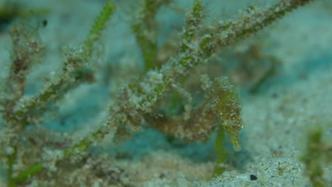 Rare-beautiful-seahorse-hanging-onto-seagrass-and-swaying-in-the-ocean-current