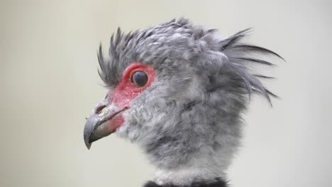 side close-up of head of southern screamer