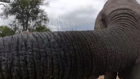 close up, trunk of elephant, taking and drinking water from exterior swimming pool