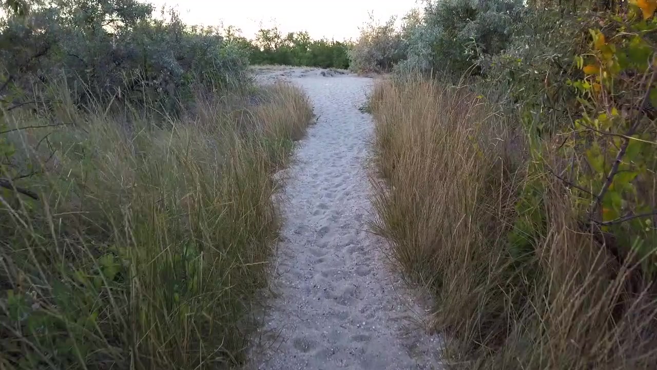 Fotografering af klitter om sommeren. Aftenfotografering. Phragmites australis.
