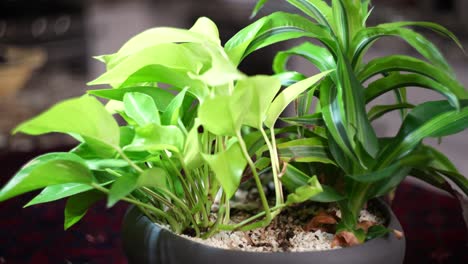 plantas de interior en macetas en una mesa auxiliar - movimiento de paralaje