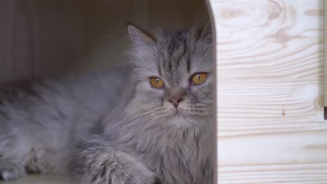 close-up kitten cute with blurred background. concept of animal and pet at home.