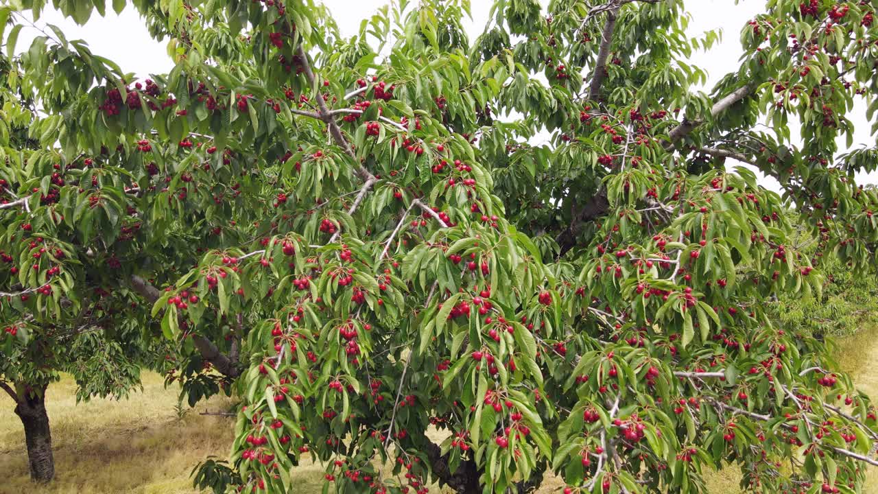 Bellissime ciliegie rosse pronte per la raccolta