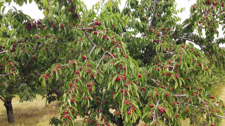 Bellissime ciliegie rosse pronte per la raccolta