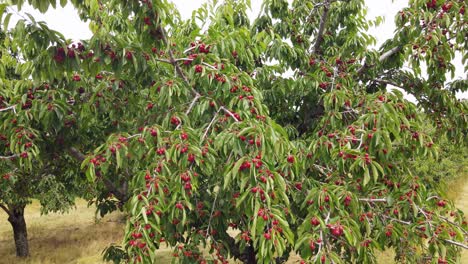 Beautiful Red Cherries ready for harvest time