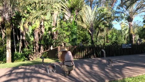 zookeeper engaging with lemurs at australia zoo