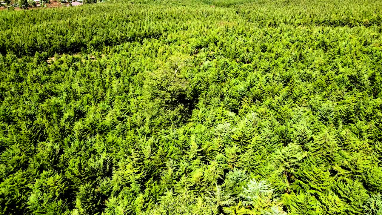 дронный вид - африканский лес - африканский кустарник