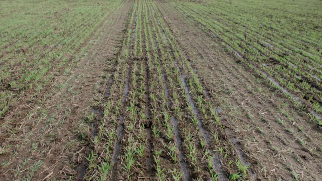 suelo compactado por los neumáticos de los tractores en el campo