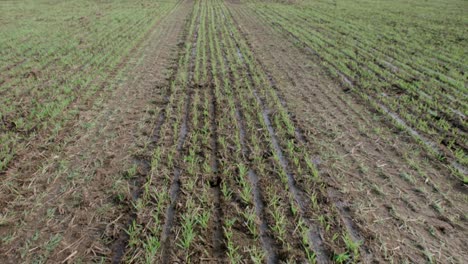 Soil-compacted-by-tractor-tires-on-field