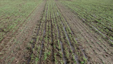 suelo compactado por los neumáticos de los tractores en el campo