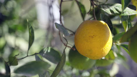 la mano de las niñas agarra naranja en el árbol