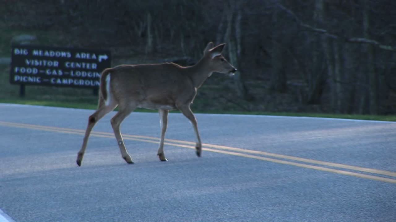 splitrail 울타리 근처의 그림자에서 경계를 유지하는 whitetailed 사슴